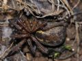 Aterigena ligurica
